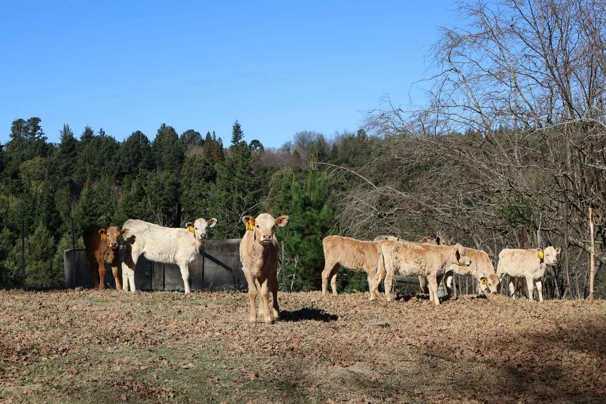 北海道100公頃牧場開放！與牛共度春日非日常，星野度假村「牧場區」4月24日開跑 ／ Photo by Maria Putinica