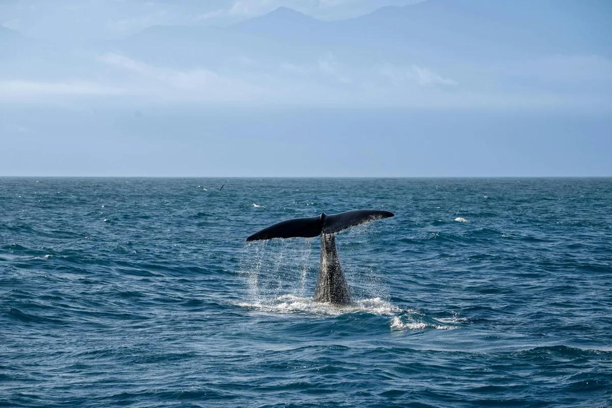 小笠原村成花粉避難勝地！東京人必看：1000公里外的離島避粉生活