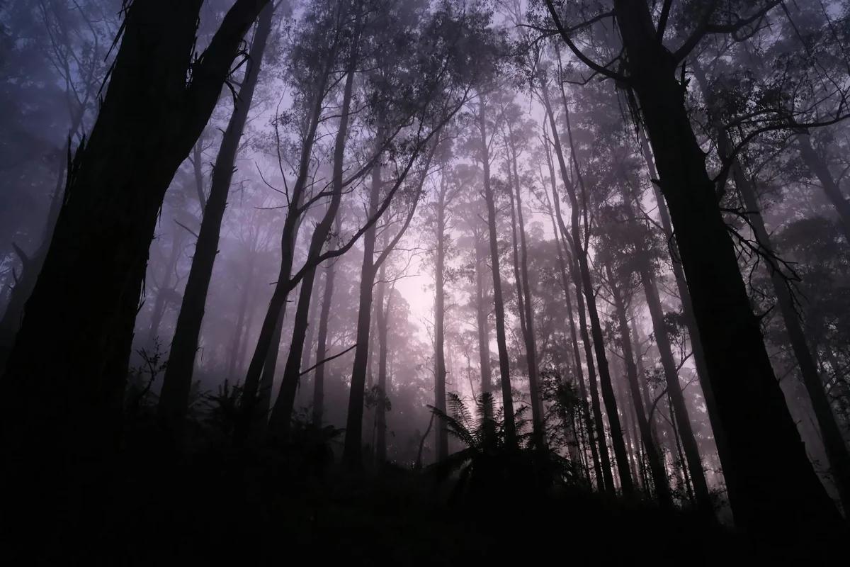 京都11歲男童遺體遭棄山林 父親承認死體遺棄：「是我做的」 ／ Photo by Walter Coppola