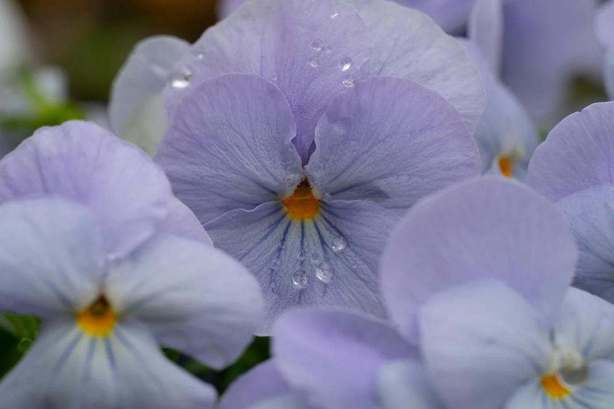 東京藍海幻境！舎人公園2.6萬株「藍鶴靈」夜光秀4月10日登場