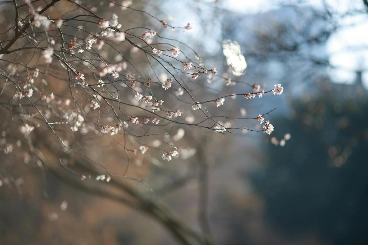 舞鶴共樂公園百年櫻樹之謎：日系美兵捐贈20年後失蹤 ／ Photo by Alexander Popadin