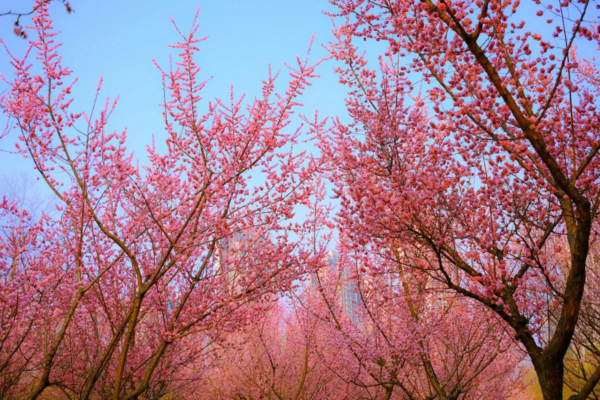 東京德國村26萬株鬱金香如地毯！24種色彩驚豔遊客