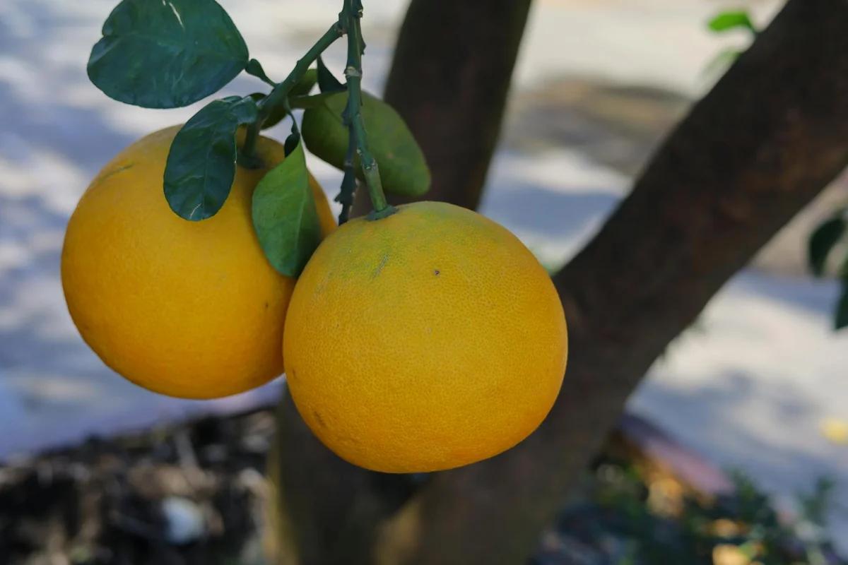 「太陽のタマゴ」甜度爆表！燃料與物價雙高壓下仍紅透市場