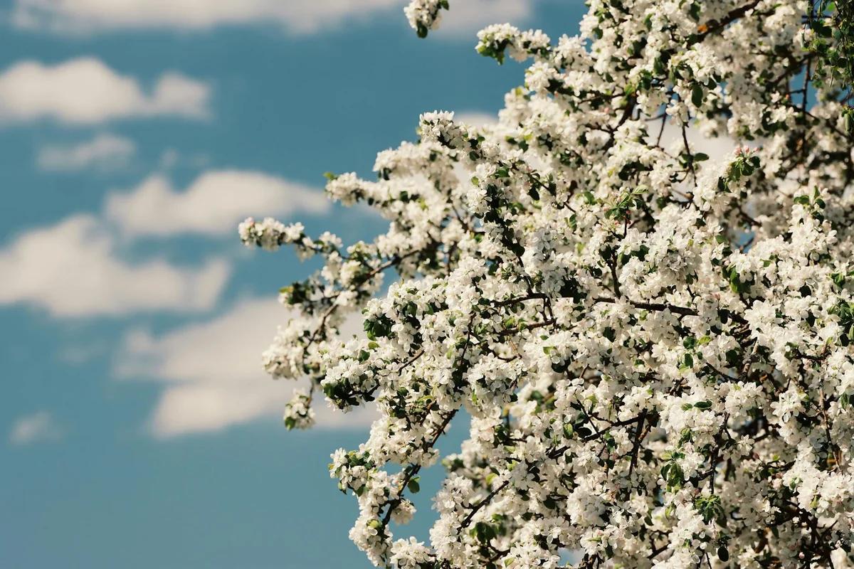 連打30分鐘的噴嚏是感冒還是花粉症？關鍵差別就在「鼻水顏色」