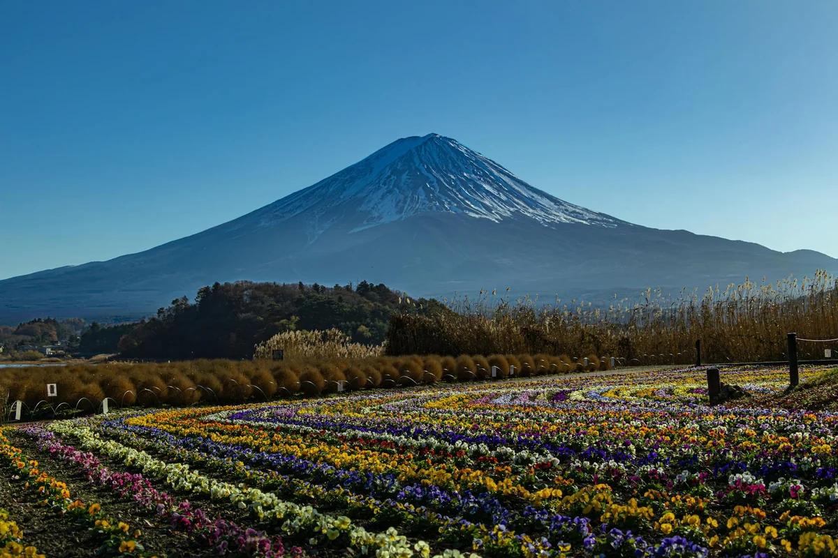 富士山腳下出現超夢幻英倫庭園！4月11日開幕「彼得兔英式花園」必訪景點全公開 ／ Photo by Emiliano Lara