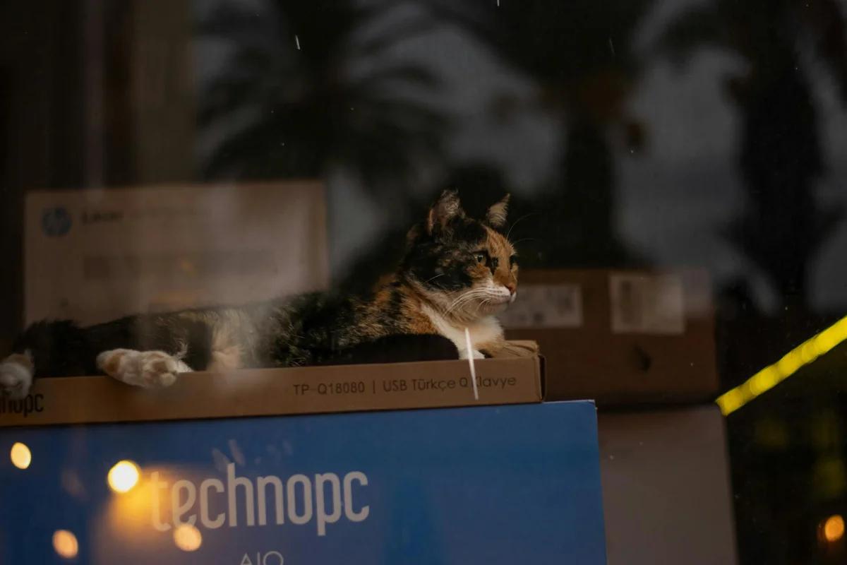 4格漫畫《サチコと神ねこ様》第1545話:wako老師的創作日常與醫療監修合作 / Photo by Gorkemography