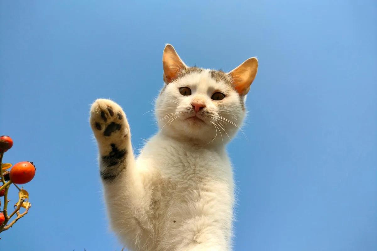 4格漫畫《サチコと神ねこ様》登場！wako老師創作時間到