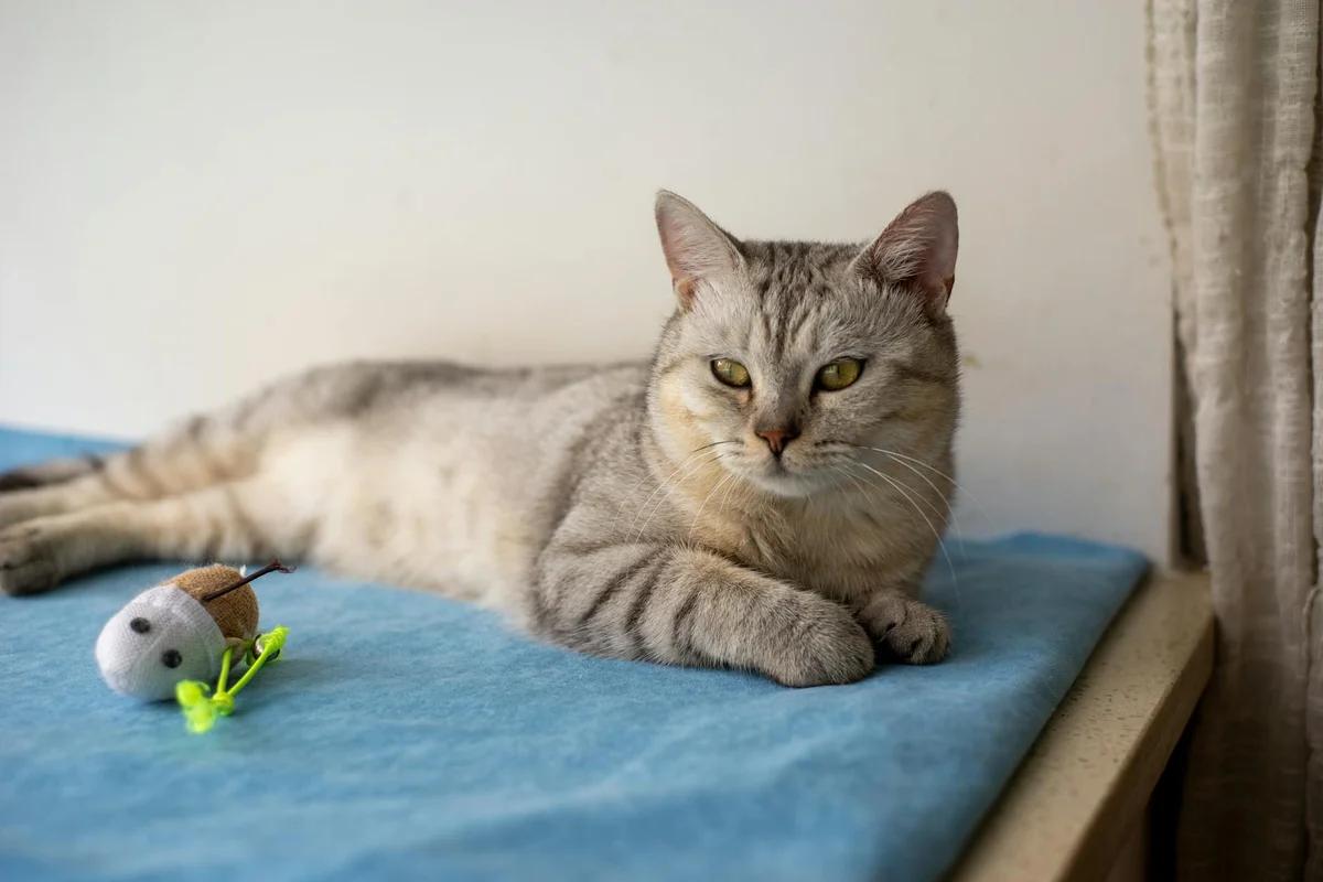 貓咪獨處時完全放空！46萬人看了笑翻：像極了休日宅男