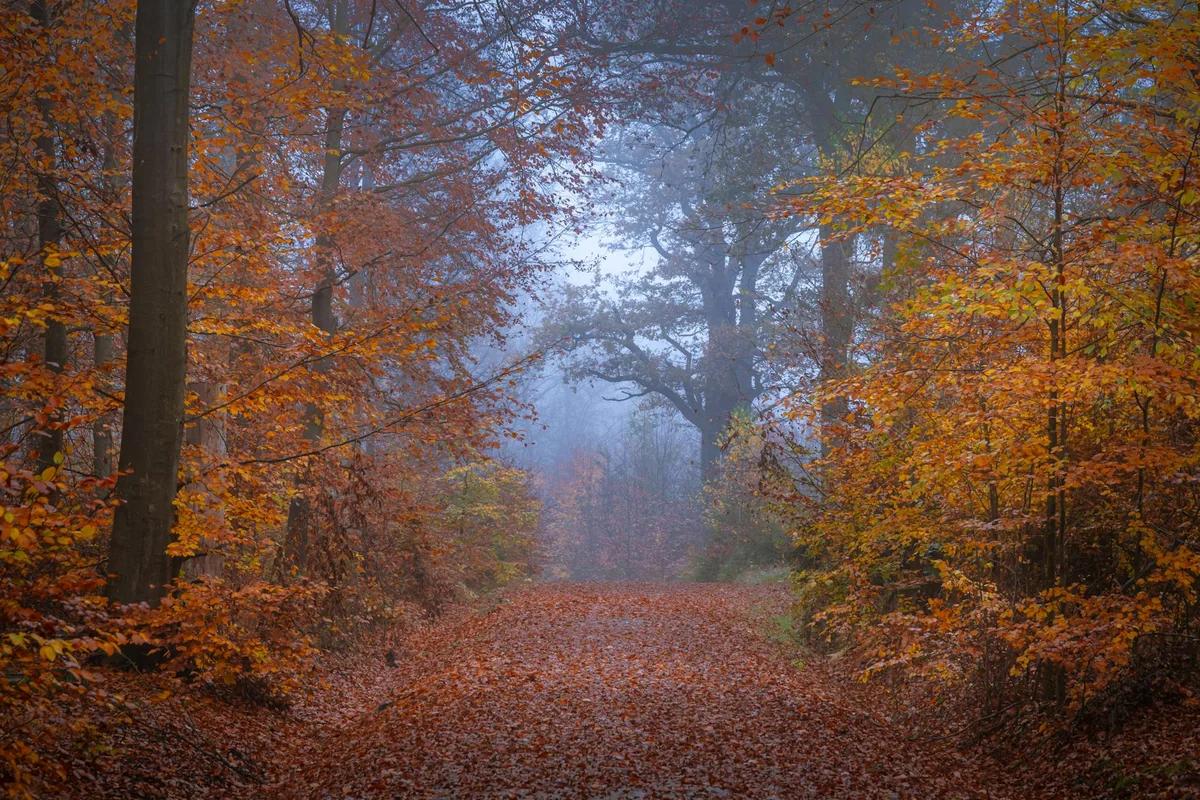 50歲女子首嘗「像鮑魚的香菇」驚呆！廣島生口島獵人導覽野味之旅揭食之本源