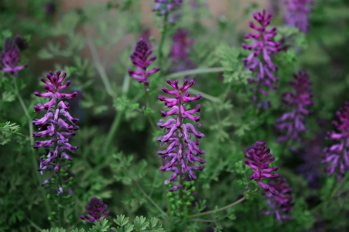 500年未合葬！紫花連繫王與王后：史詩級文化祭典背後的愛情傳奇