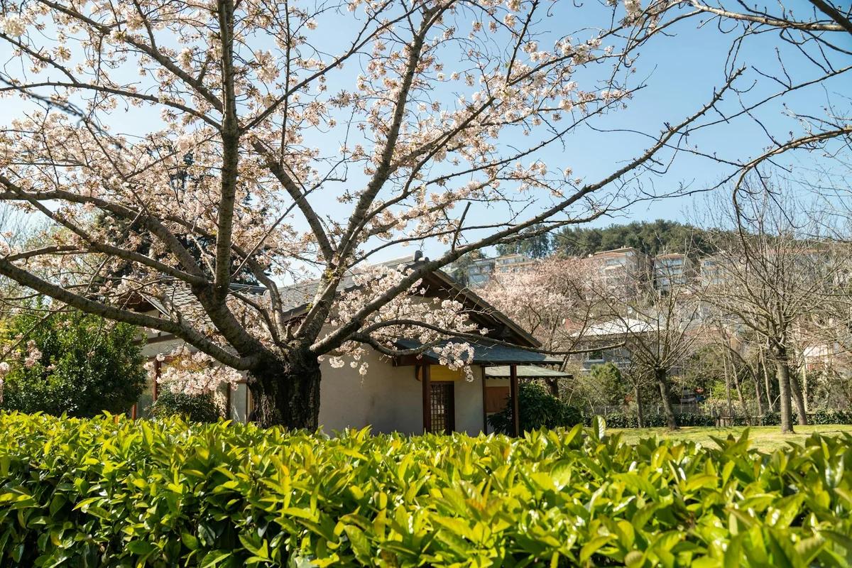 小泉八雲54歲當天突然離世！妻子36歲獨力扶養4名子女 ／ Photo by Onur Burak Akın