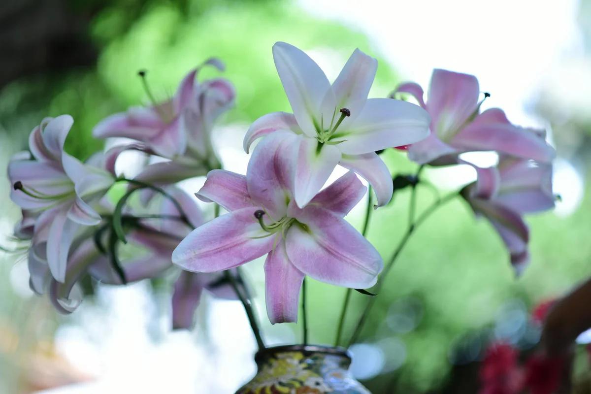 意大利巴爾咖啡驚豔！杏仁香×濃縮咖啡的完美組合：卡法·雷奇耶塞