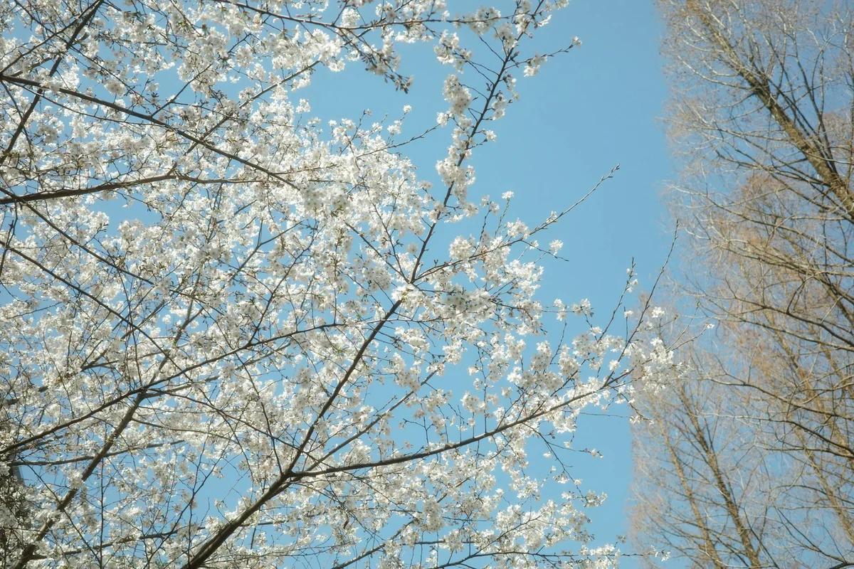 週末不寂寞！編輯的週末清單：冰鎮冰淇淋、狗拉雪橇照、還有更年期派對
