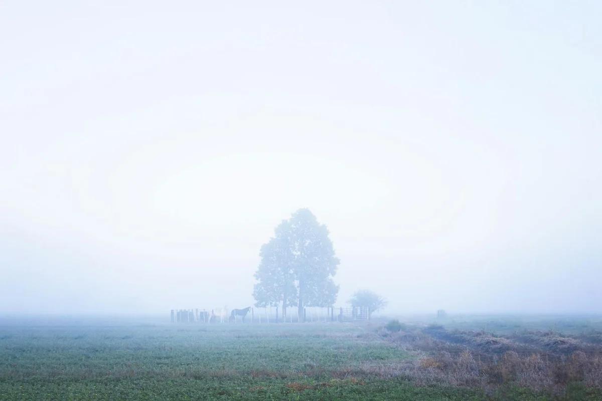 鶏肉加工場的真相：攝影師夫婦親身經歷後說出衝擊現實