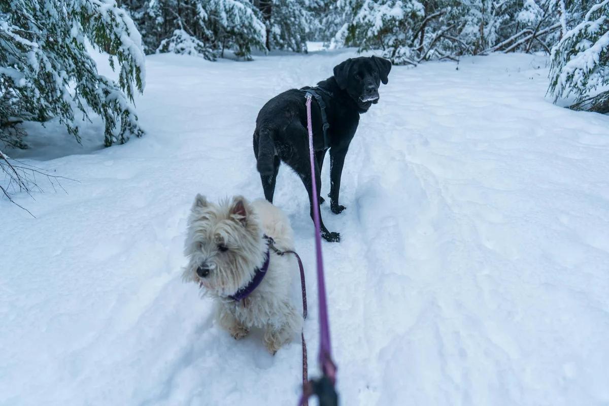 會幫人遛狗？現代汽車機器人「斯波特」驚人進化：AI自學強到連狗都服