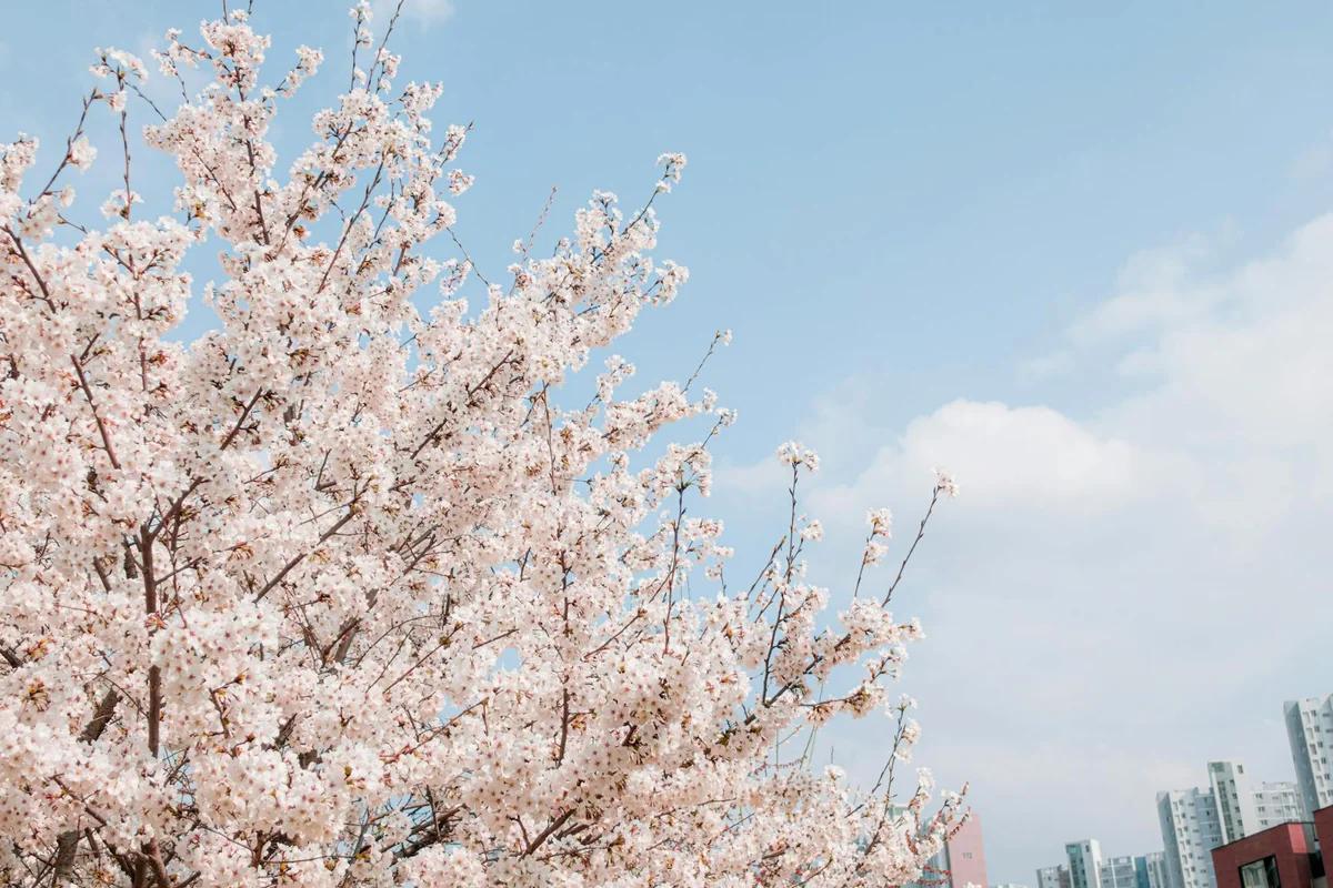 春雨落花不減意！首爾廣場花壇在細雨中悄然綻放 ／ Photo by Aquastellar Gave