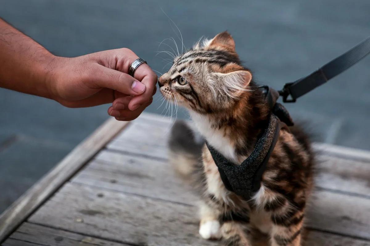 貓與手的溫暖日常！《貓與手》單行本發售，網友驚呼：太療癒了