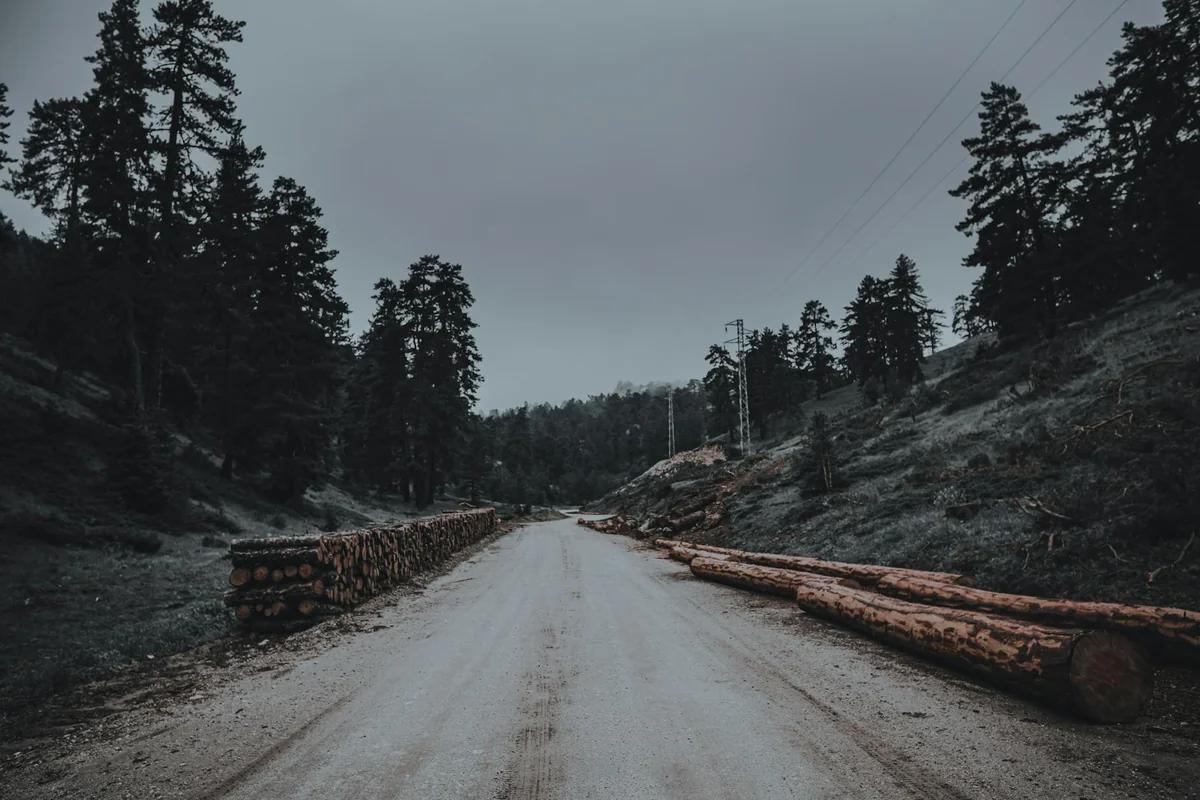 日本人工林面臨危機！木材價崩跌、小規模林家難支撐