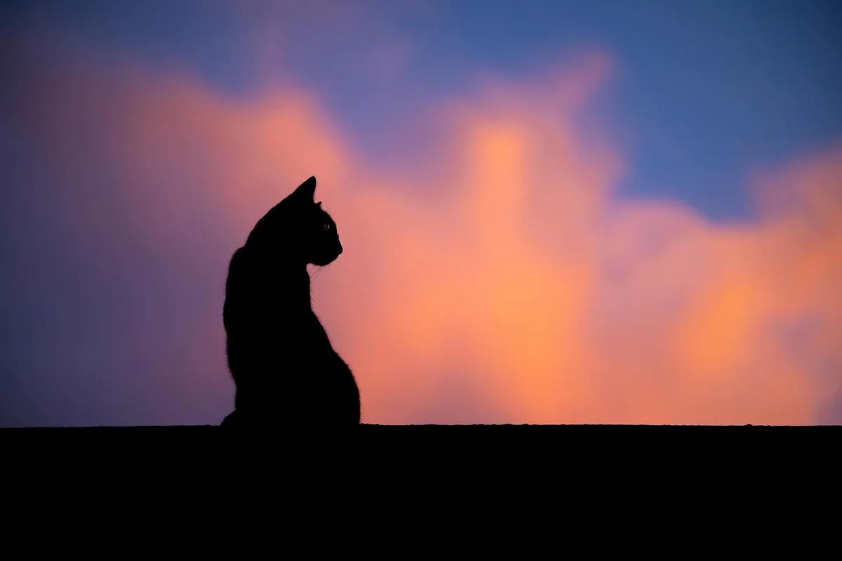 《名偵探柯南》驚傳與「名偵探津田」合作！？神似剪影引爆網路熱議