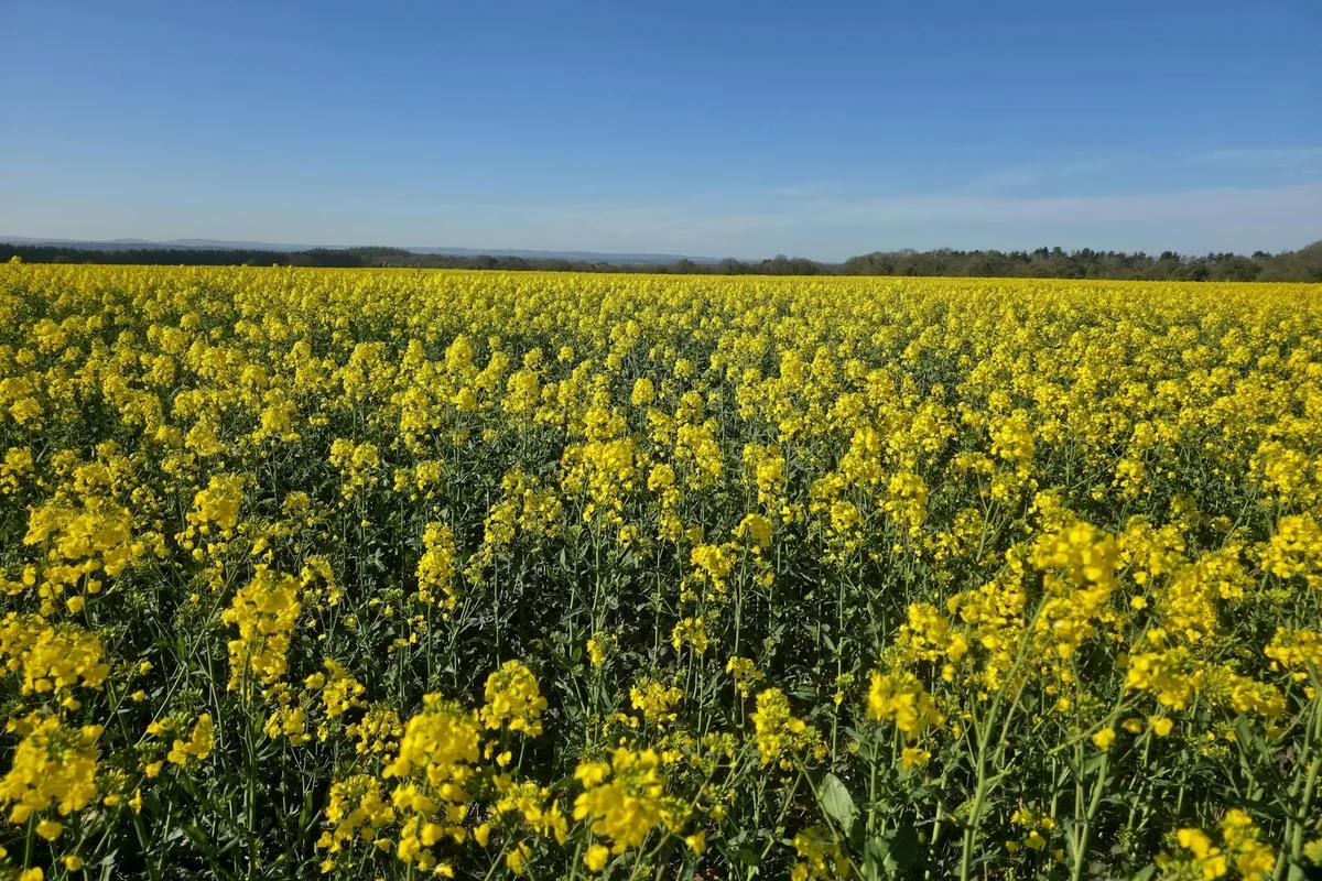 清明節不是哀傷的節日？越南詩人眼中的掃墓與踏青 ／ Photo by Marian Florinel Condruz