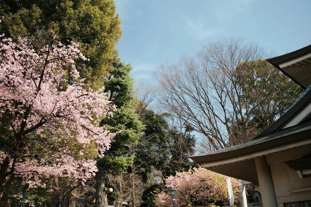女子高校百年櫻樹遭砍！共學化危機下，師生用校歌守護回憶