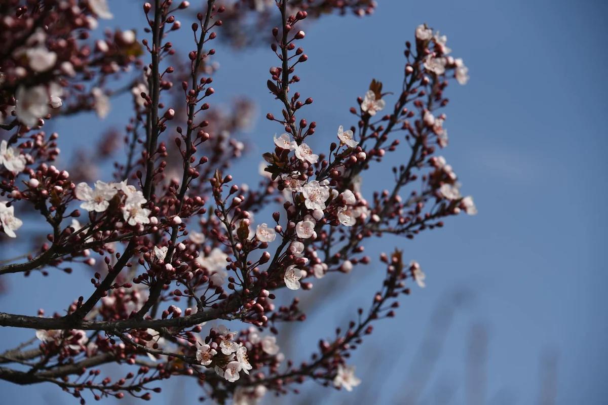 復舊費用暴增14.5億!千葉「いすみ鐵道」脫軌事故兩年仍未復駛 / Photo by uhumrea D.