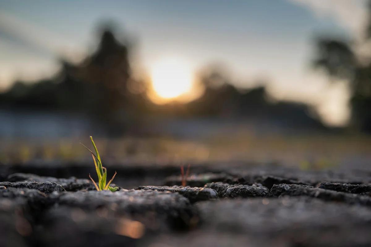 蒲公英不是靠努力活下來!植物學家揭密:它們其實「不費力」 / Photo by Chris F