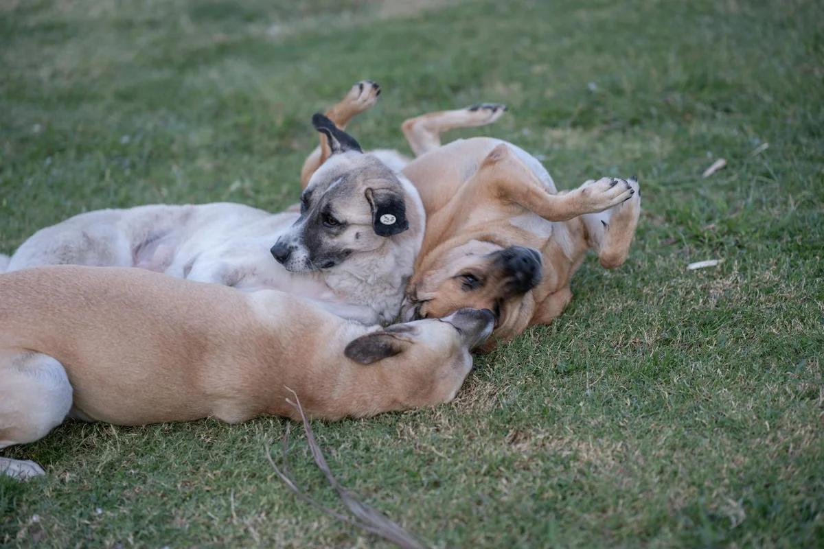 狗群盯著我卻不敢動?網友曝「自家狗在其中」的安心關係學 / Photo by Doğan Alpaslan Demir